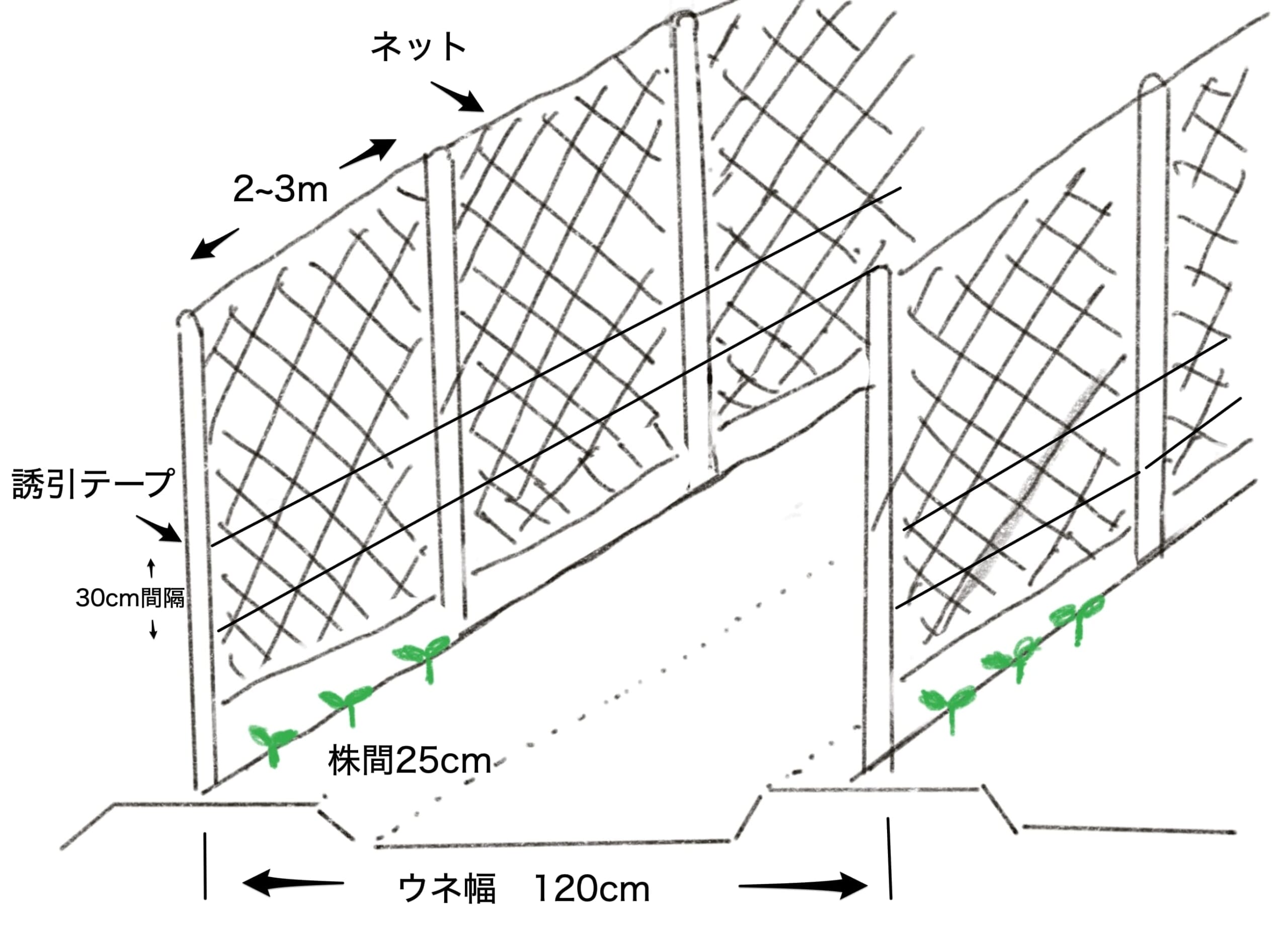 スナップエンドウの直立式の支柱の立て方の例