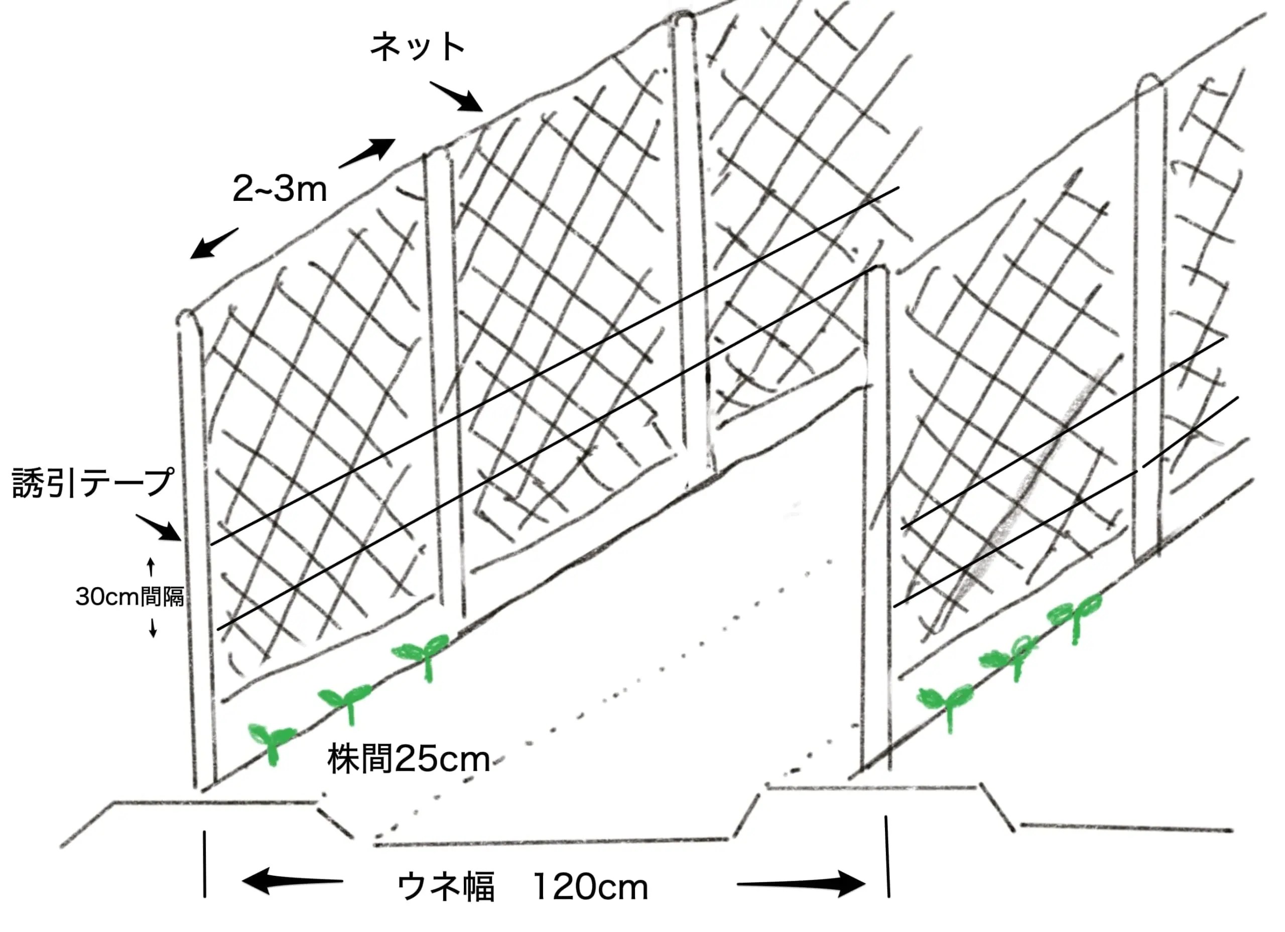 スナップ エンドウ の 育て 方