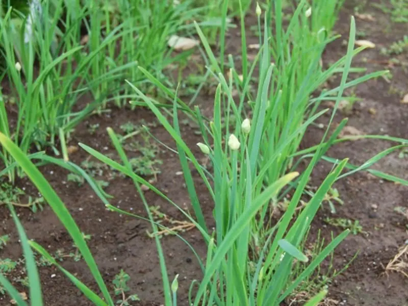 ニラ栽培 肥料の与え方の基本とおすすめの肥料 | 農家web