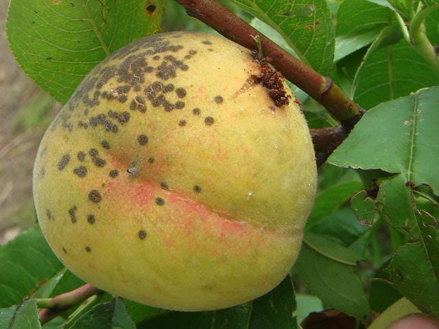 ナシヒメシンクイに食害された桃の被害果