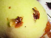 モモノゴマダラノメイガに食害された桃の被害果