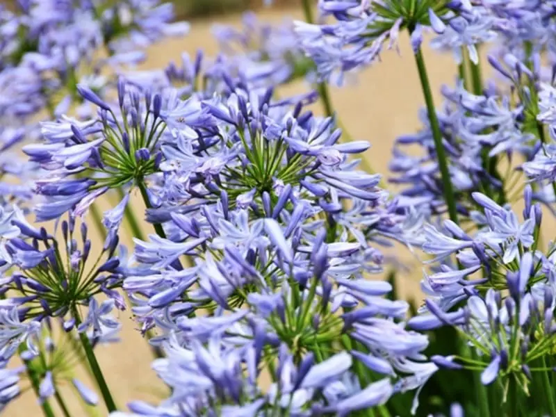 アガパンサス 肥料の与え方と育て方のポイント | 農家web