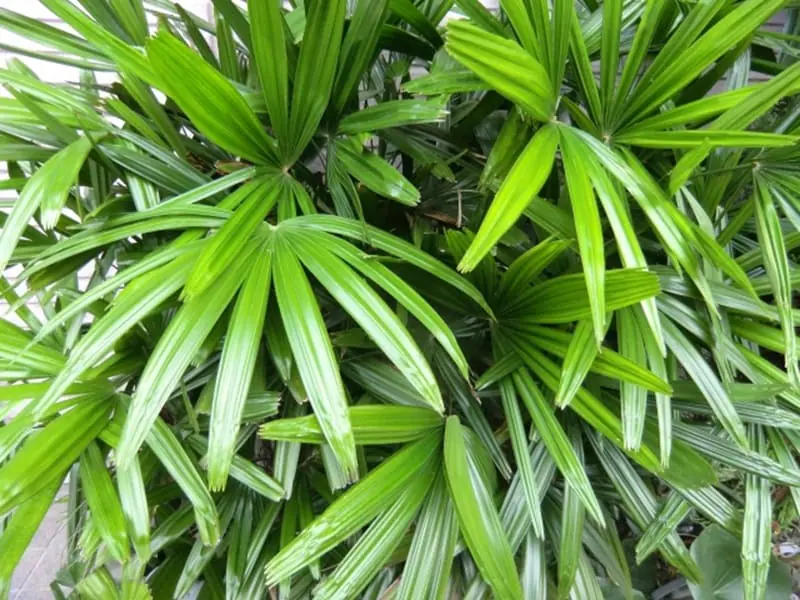 kannonchiku-leafe.jpg.webp