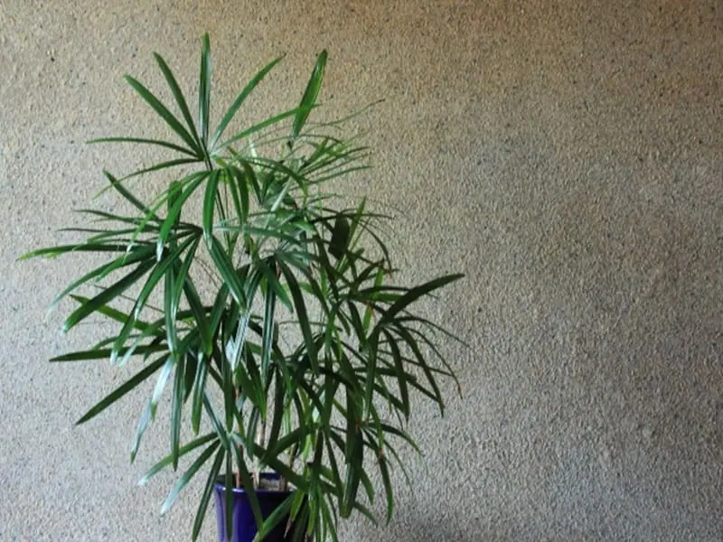 観音竹（カンノンチク） 肥料の与え方の基本とおすすめ肥料 | 農家web