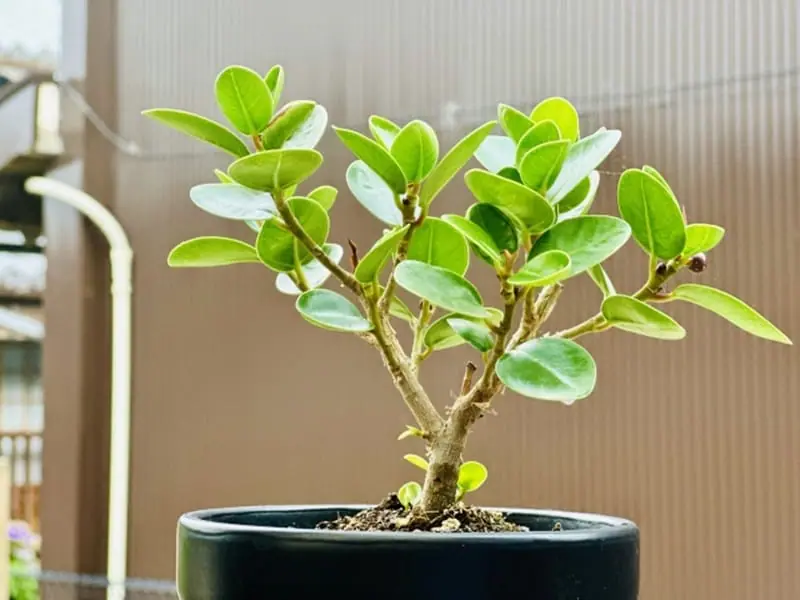 banyan-bonsai.jpg.webp