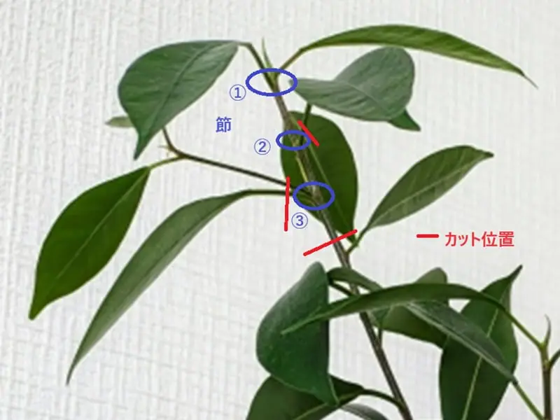 a*s様 【発根管理手順書付/贈り物にも】 斑入り パンダガジュマル 挿し木用 Houseplants] Gajumaru cuttings! Great success! I even potted