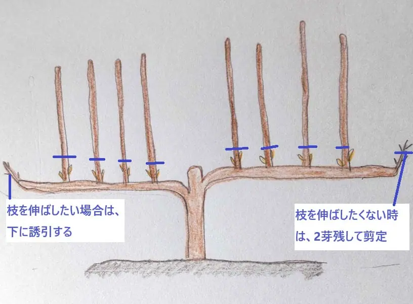 イチジク栽培 品種や育て方で変わる摘芯・芽かき・剪定の方法 | 農家web