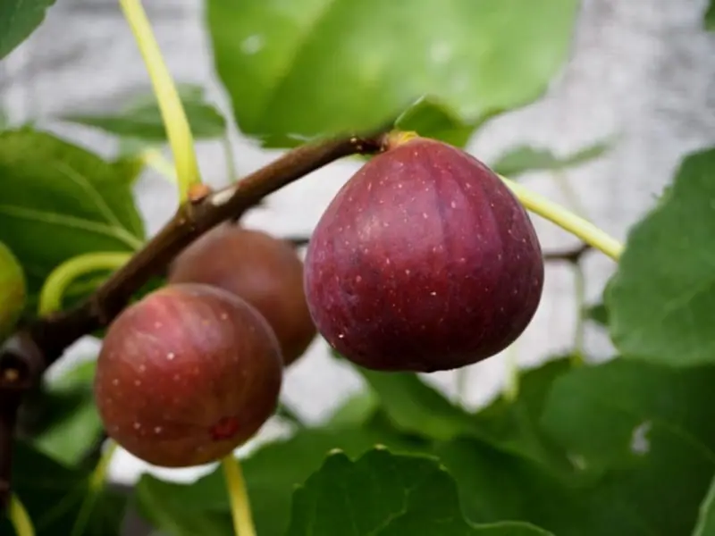 イチジク栽培 品種や育て方で変わる摘芯・芽かき・剪定の方法 | 農家web