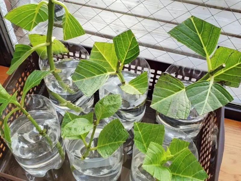 紫陽花（あじさい） 失敗しない挿し木・鉢上げの方法 | 農家web