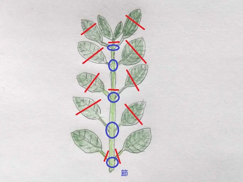 紫陽花（あじさい） 失敗しない挿し木・鉢上げの方法 | 農家web
