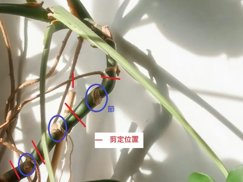 モンステラ栽培 失敗しない挿し木と鉢上げの方法 | 農家web