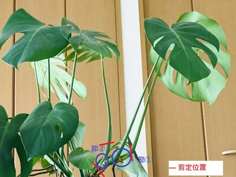モンステラ　T　発根良好苗 モンステラ栽培 失敗しない挿し木と鉢上げの方法 | 農家web