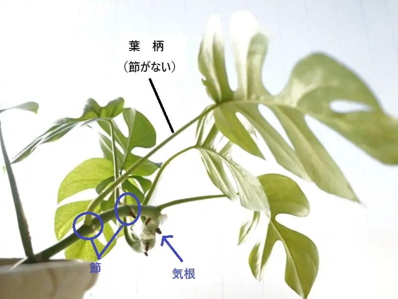 モンステラ茎伏せ発根発芽済み苗 黒っぽく