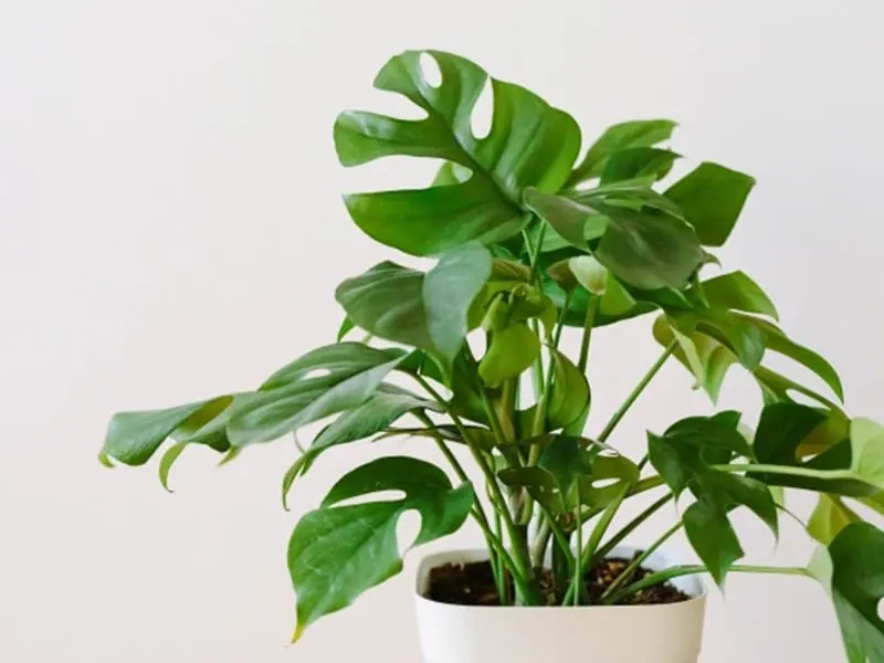 モンステラ栽培 失敗しない挿し木と鉢上げの方法 | 農家web