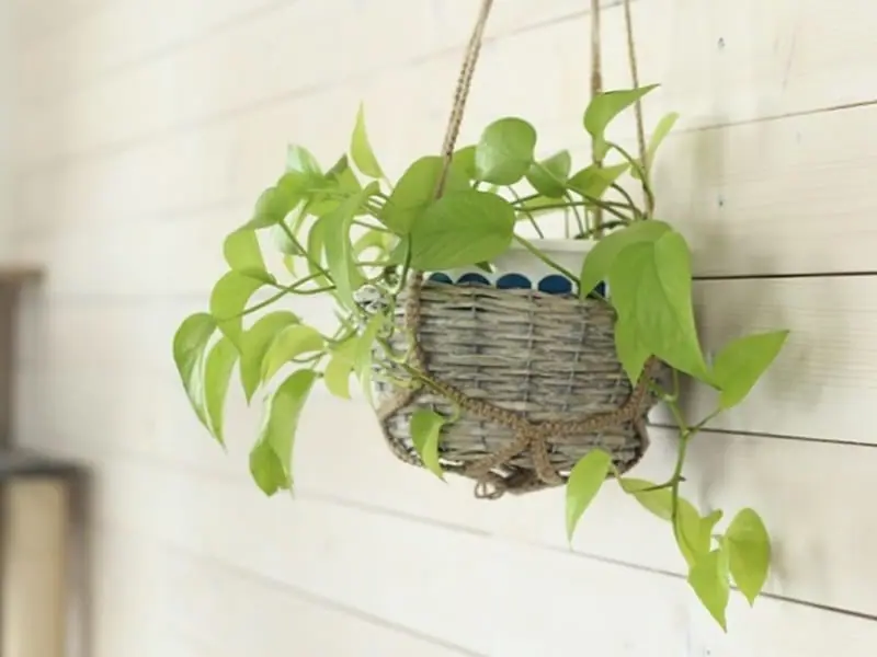 ポトス栽培 失敗しない挿し木と鉢上げの方法 | 農家web