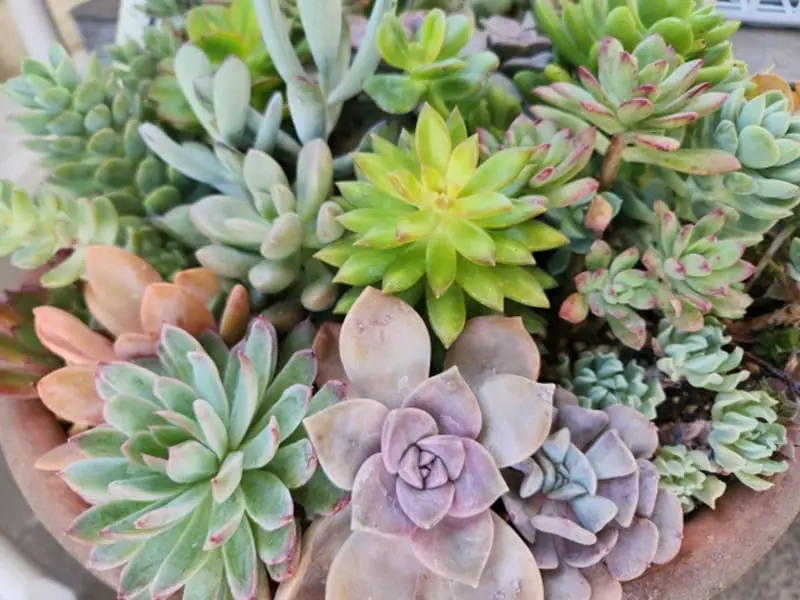 多肉植物 ロゼット型葉 鉢植え*2 ピンク エケベリア 花