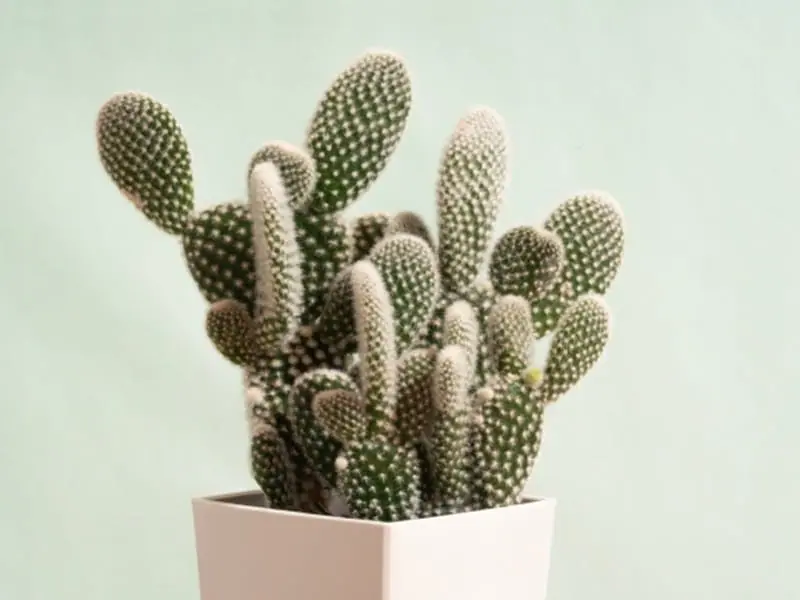 ウチワサボテンの育て方の基本 品種・植え替え・ふやし方 | 農家web