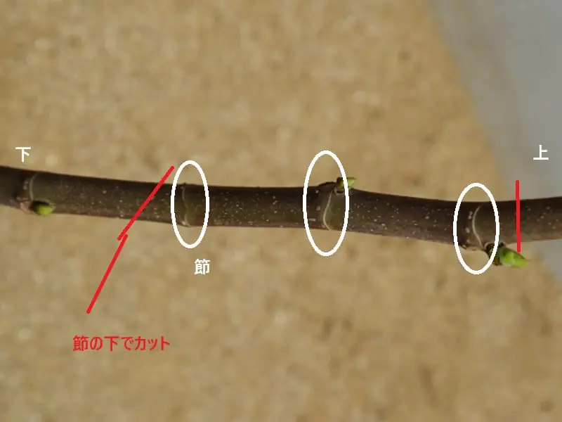 fig-cut.jpg.webp