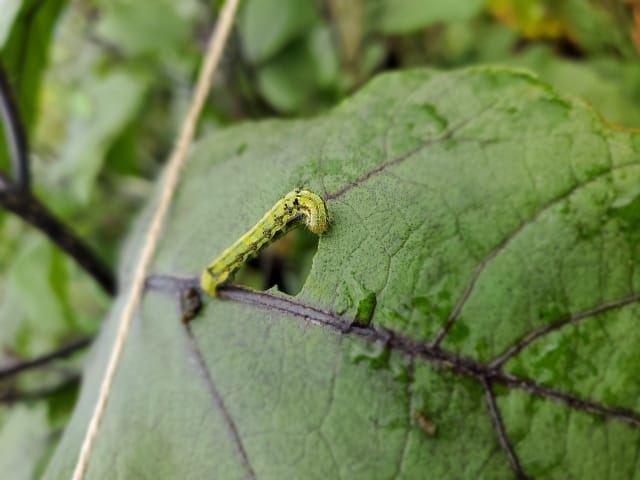 ナスの葉を食べるハンモンヨトウ