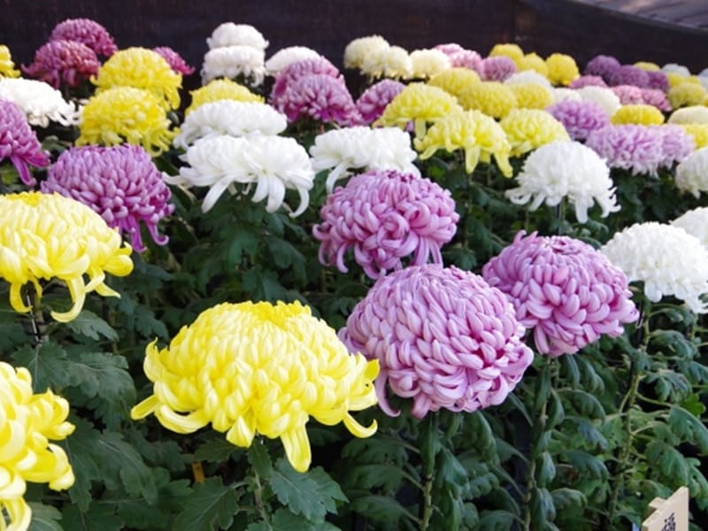 菊の花