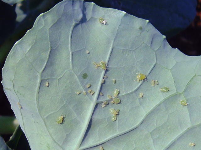 ブロッコリーの葉に寄生するモモアカアブラムシ