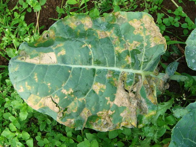 べと病に侵されたブロッコリーの葉