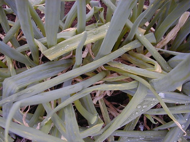 萎縮病が発病し、葉のモザイク斑紋と黄化が進んだネギ