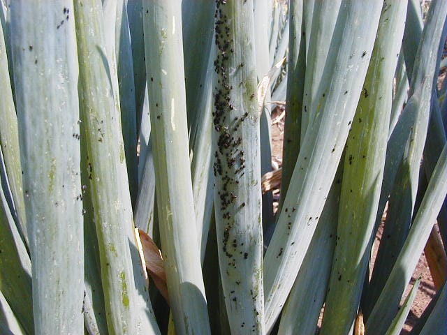 萎縮病の原因となるネギアブラムシ