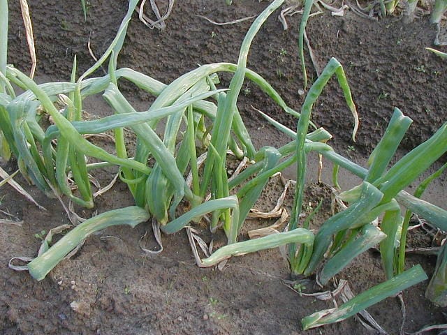 萎縮病が進行し、葉がよじれ、モザイク斑紋が生じているネギ