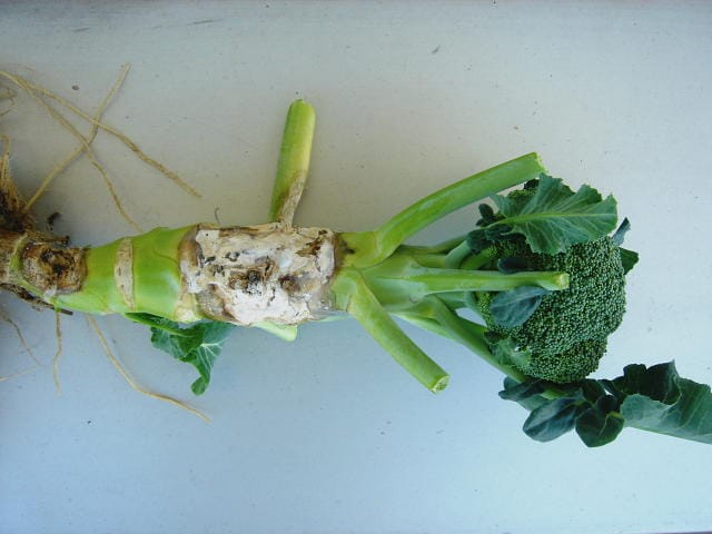 菌核病に侵されて白い綿のようなカビが発生しているブロッコリーの株