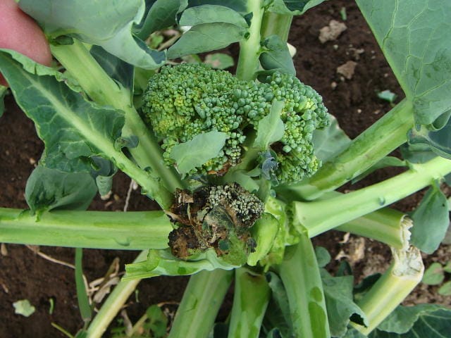 軟腐病で、黒褐変したブロッコリー