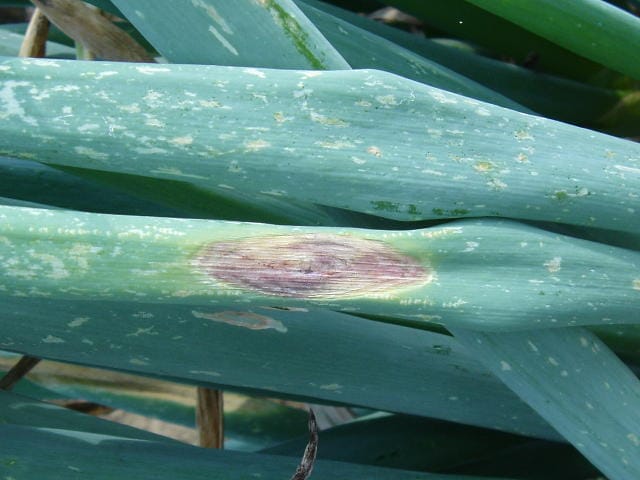ネギの葉枯病で、黒い斑点ができている様子