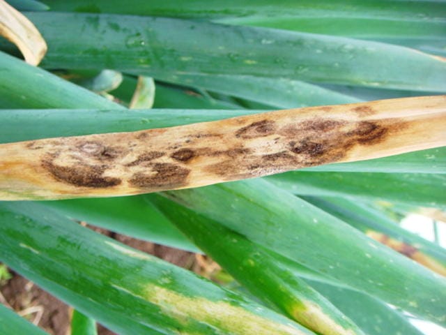ネギの葉枯病が進展した様子