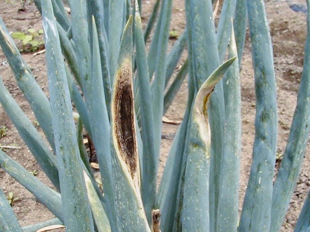 ネギの黒斑病が進展した状態