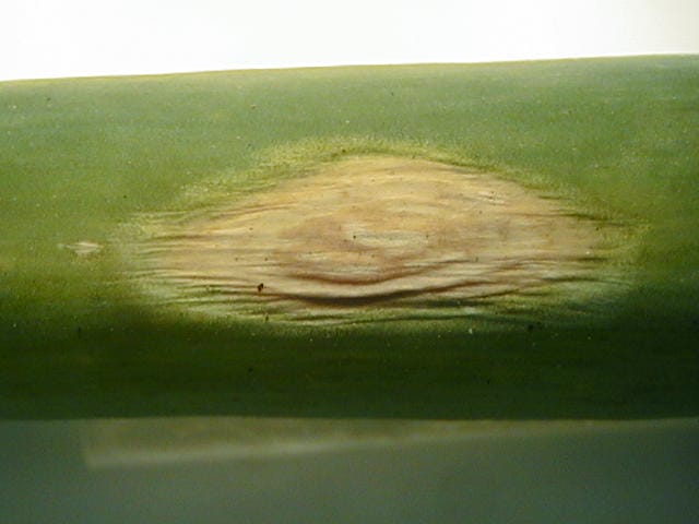 ネギの黒斑病の初期症状