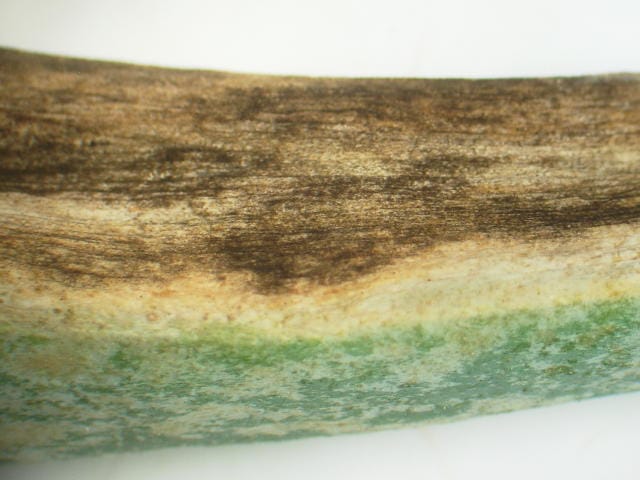 ネギの黒斑病が進展し、班が大きくなっている状態