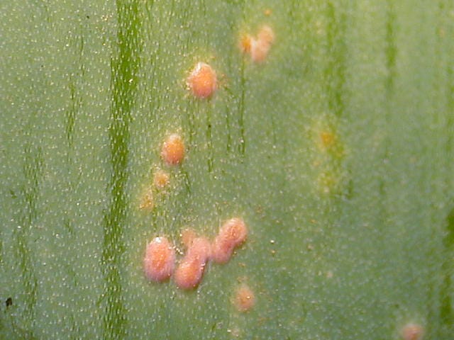 ネギのさび病の病班