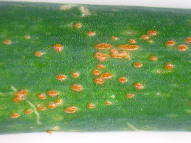 ネギのさび病の病班が進展した状態