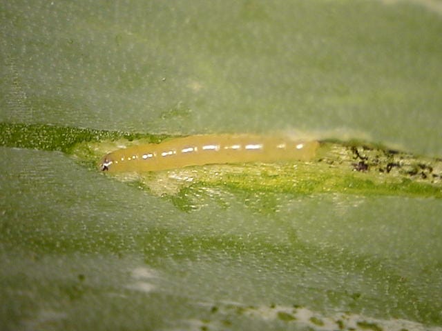 ネギハモグリバエの幼虫