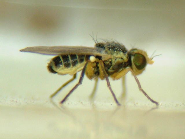 ネギハモグリバエの成虫