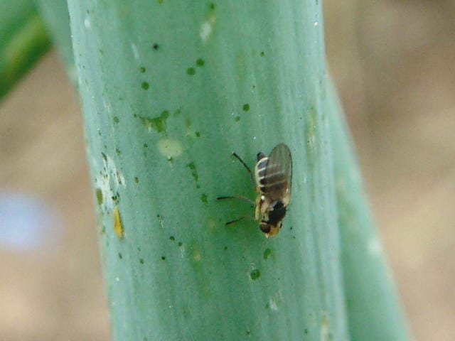 ネギにとまるネギハモグリバエ