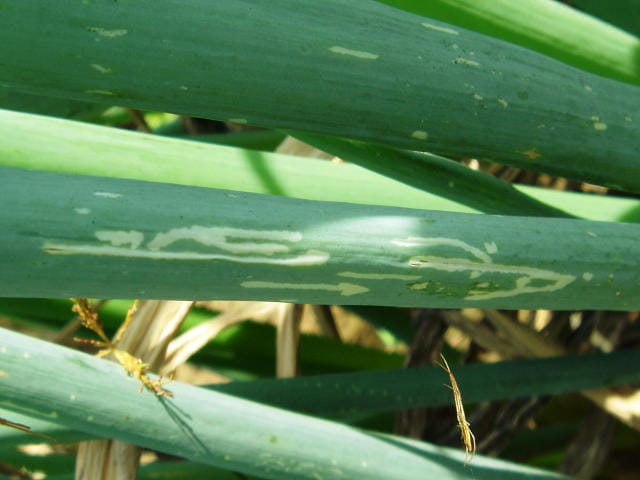 ネギハモグリバエの食害痕