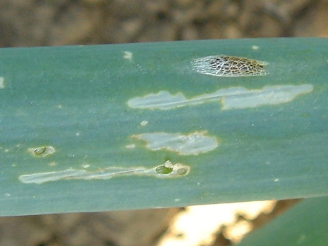 ネギコガの幼虫の食害痕