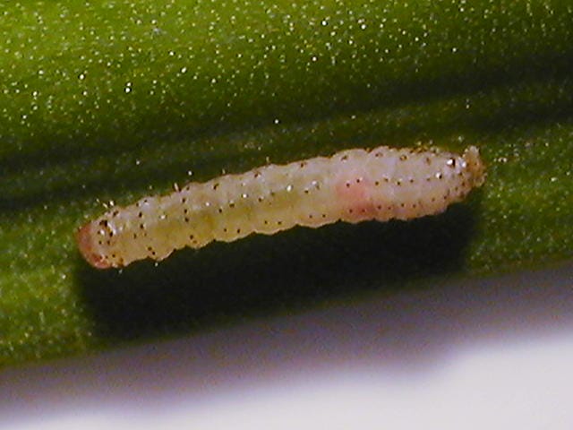 ネギコガの幼虫