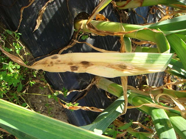 ニンニクの葉枯病