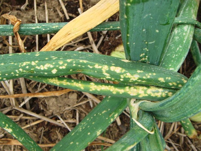 玉ねぎの葉枯病で、黄色い多数の斑点ができている様子
