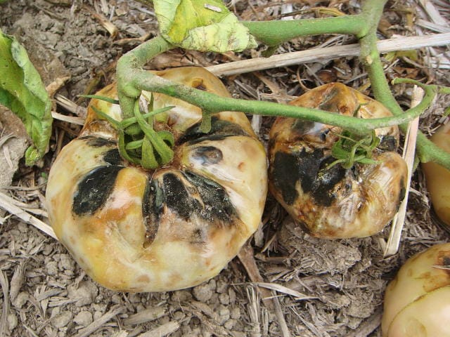 トマトの黒斑病