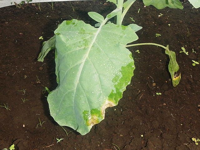 黒斑病が発病したブロッコリーの葉