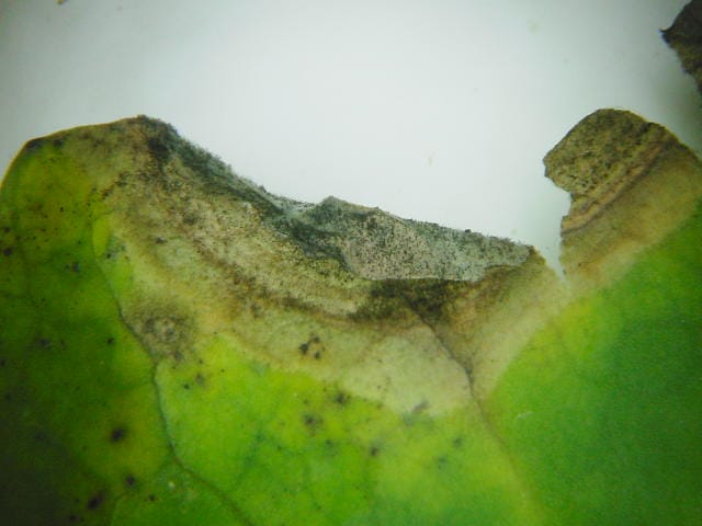 黒斑病が発病したブロッコリーの葉の拡大写真