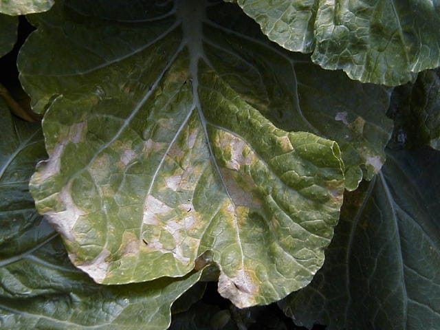 白菜の葉脈に区切られるように病班が見られる